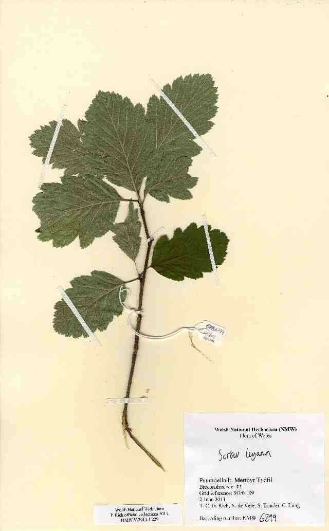 Image of Ley's Whitebeam