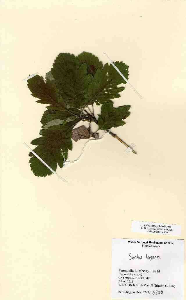 Image of Ley's Whitebeam