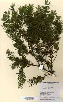 Image of English yew