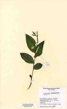 Image of Broad-leaved Helleborine