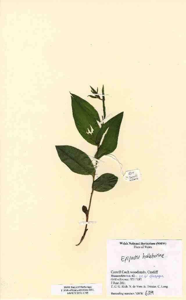 Image de Épipactis à larges feuilles