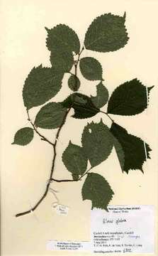 Image of Ulmus glabra