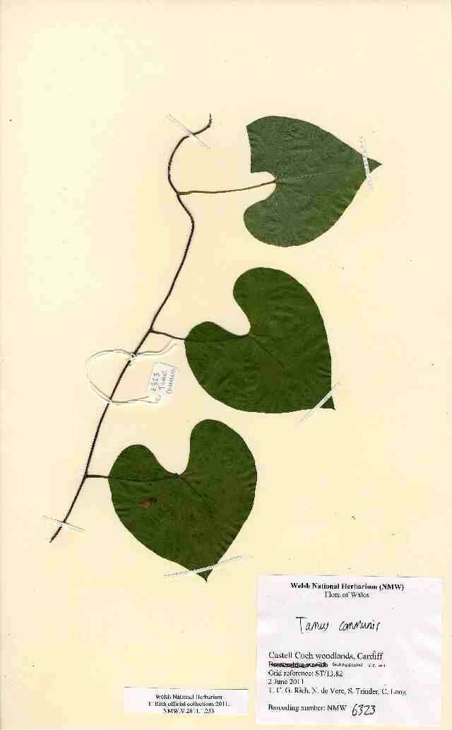 Image of Dioscorea sect. Tamus