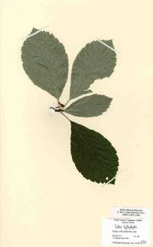 Image of Aria leptophylla (E. F. Warb.) Sennikov & Kurtto