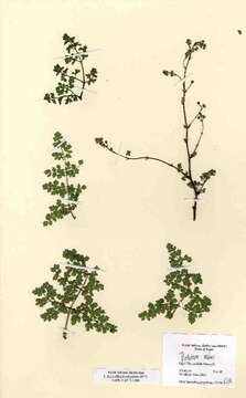 Image of lesser meadow-rue