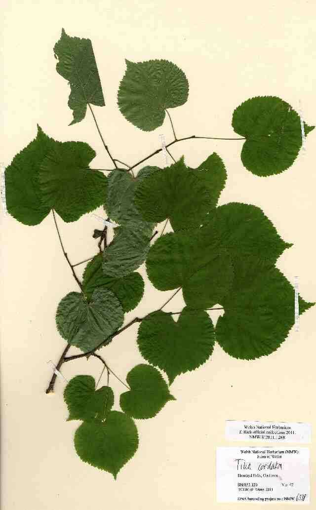 Image of Littleleaf Linden