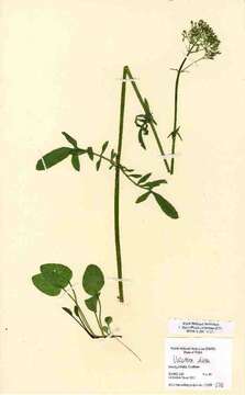 Image of marsh valerian