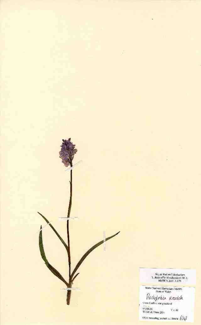 Image de orchis tacheté