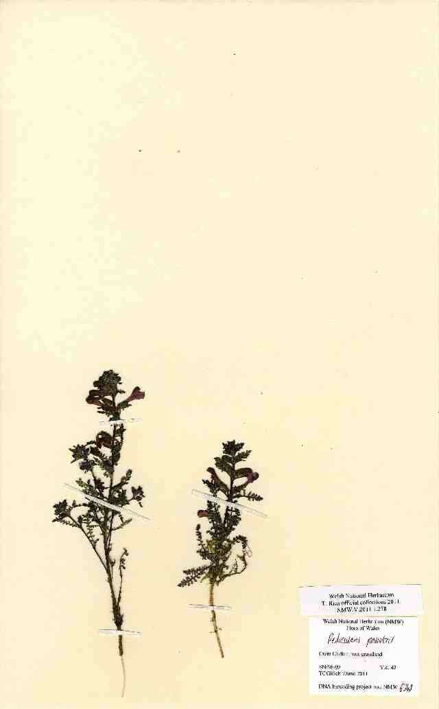 Image of European purple lousewort