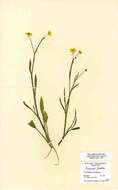 Image of Lesser Spearwort