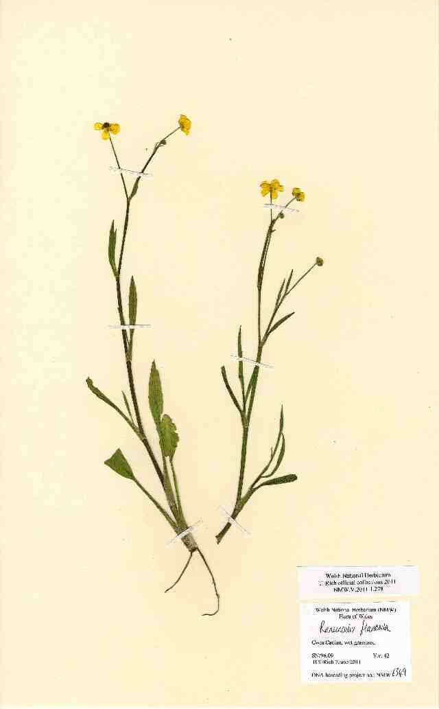 Image of Lesser Spearwort