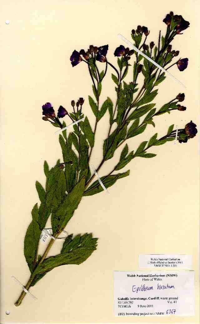 Image of Great Willowherb