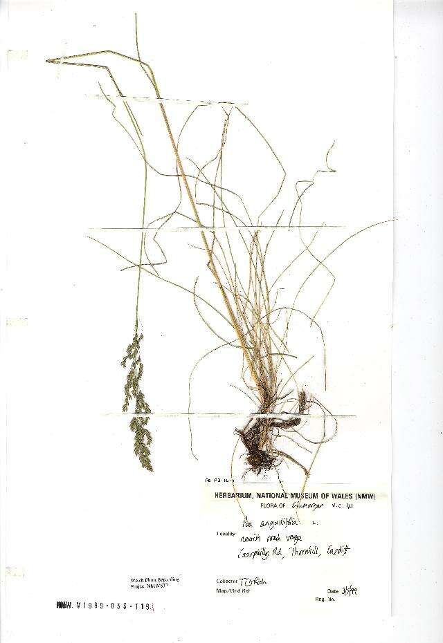 Image de Poa angustifolia L.