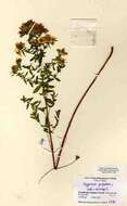 Image of St John's wort