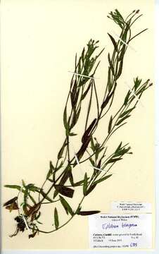 Imagem de Epilobium tetragonum L.