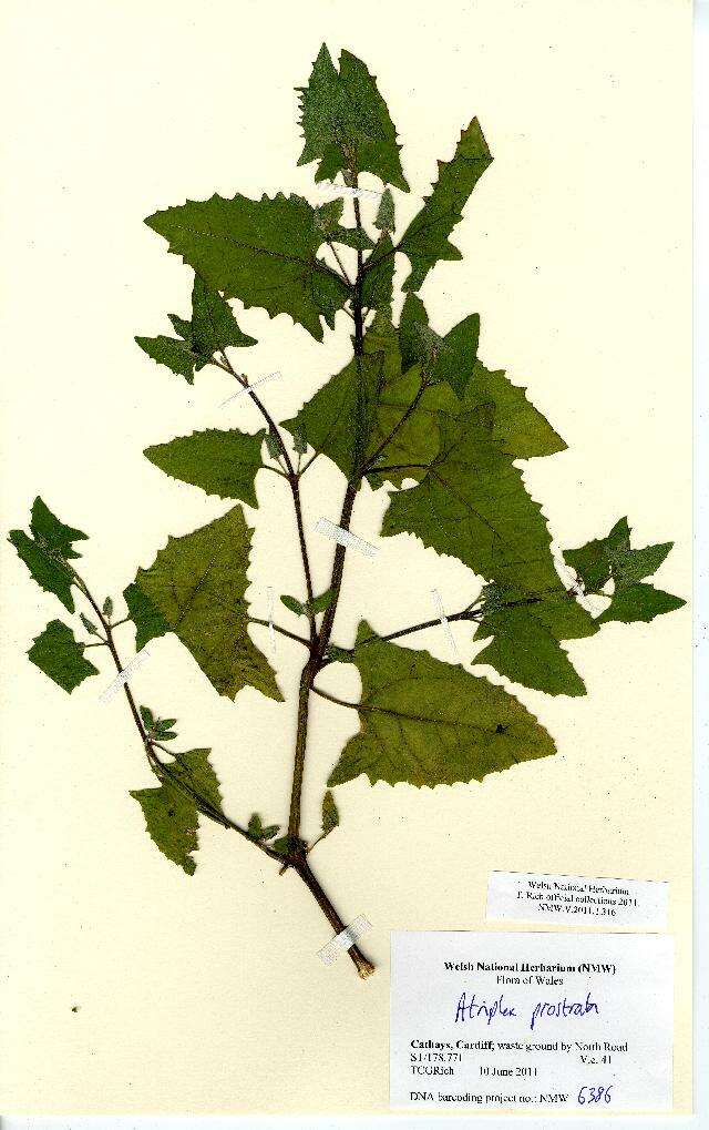 Image of hastate orache,spear-leaved orache