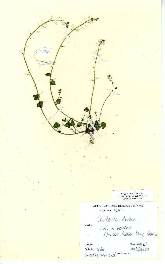 Image of early scurvygrass