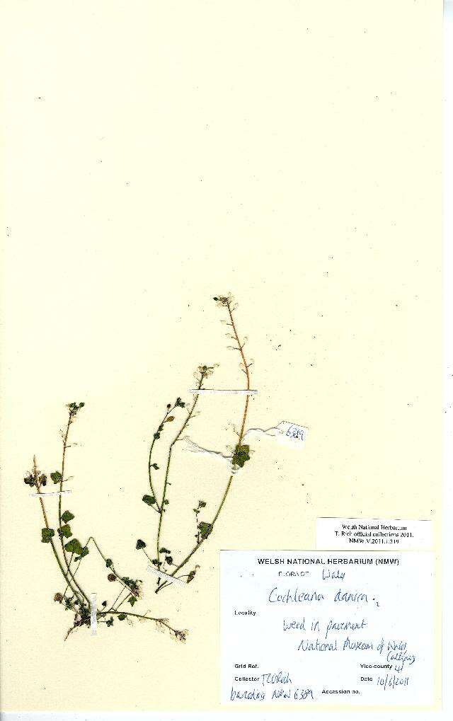 Image of early scurvygrass