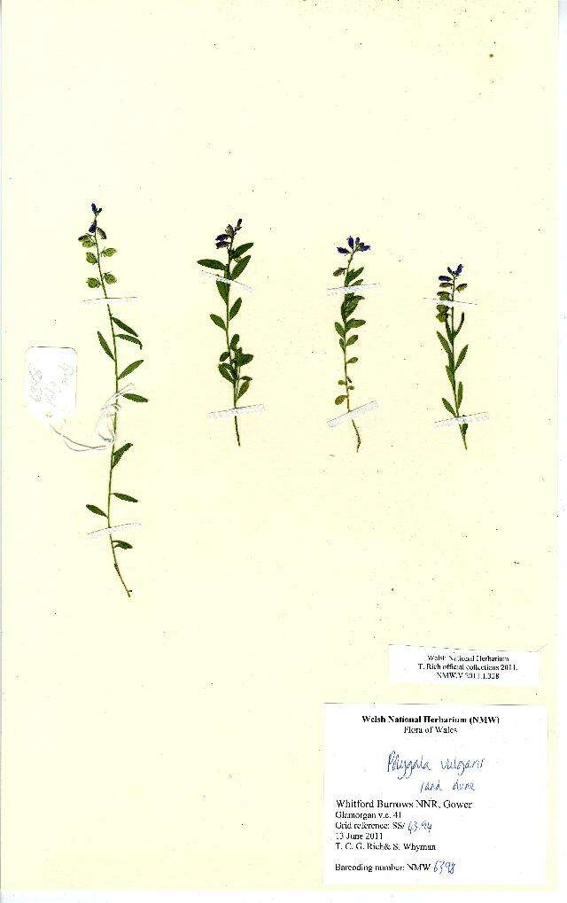 Image of Common Milkwort