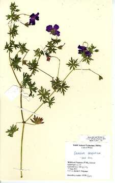 Imagem de Geranium sanguineum L.