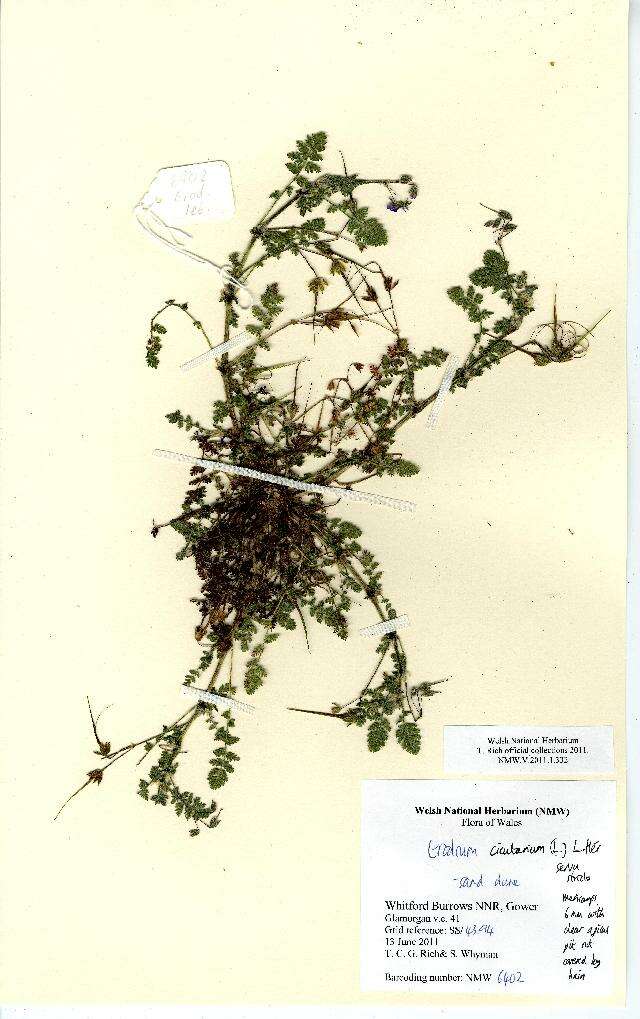 Image of Erodium lebelii Jord.