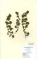 Ononis spinosa subsp. procurrens (Wallr.) Briq.的圖片