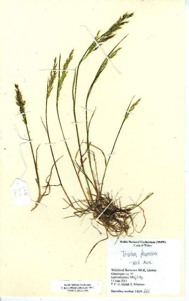 Image of golden oat grass