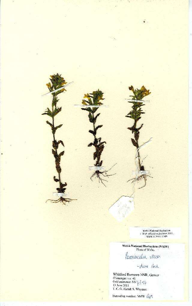 Image of Yellow Glandweed