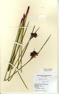 Image of spiny rush