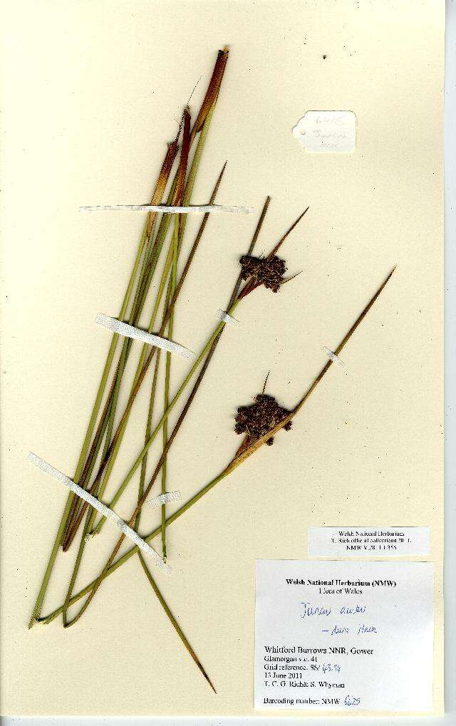 Image of spiny rush