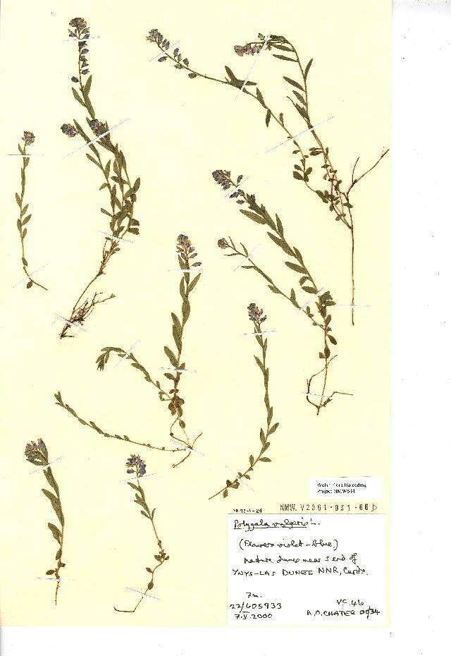 Image of Common Milkwort