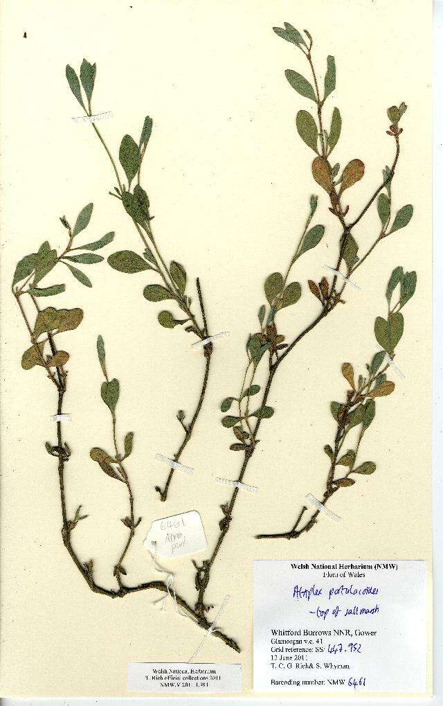 Image de Atriplex portulacoides