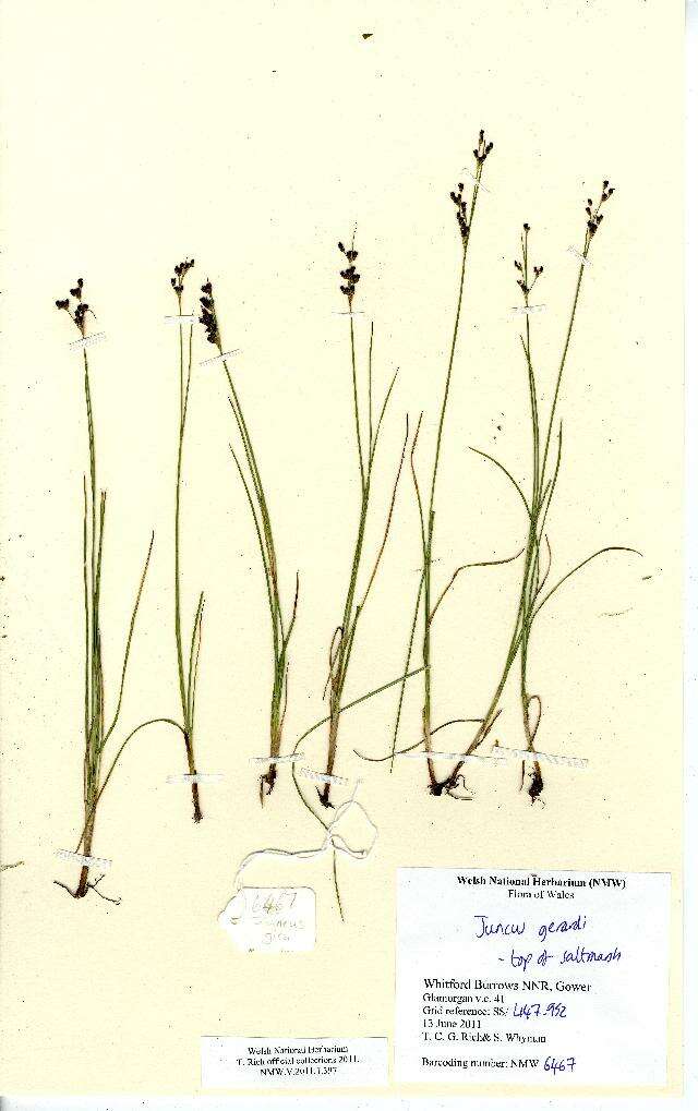 Image of black needle rush