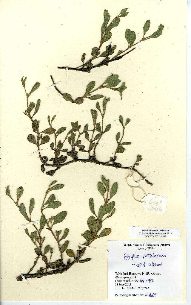 Image de Atriplex portulacoides