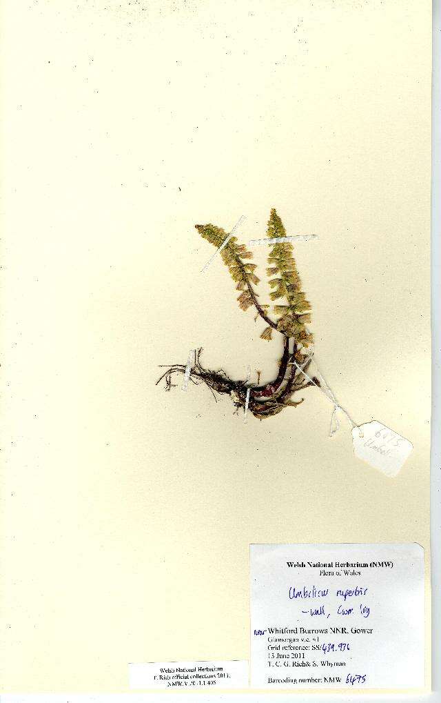 Image of Umbilicus rupestris (Salisb.) Dandy