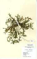 Sivun Lepidium coronopus kuva