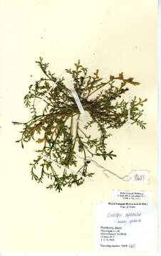 Image of Lepidium coronopus