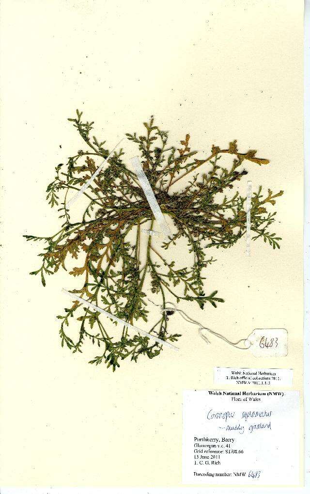 Sivun Lepidium coronopus kuva