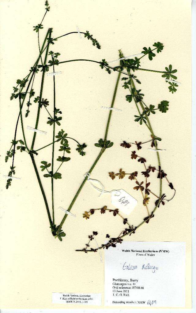 Image of White bedstraw