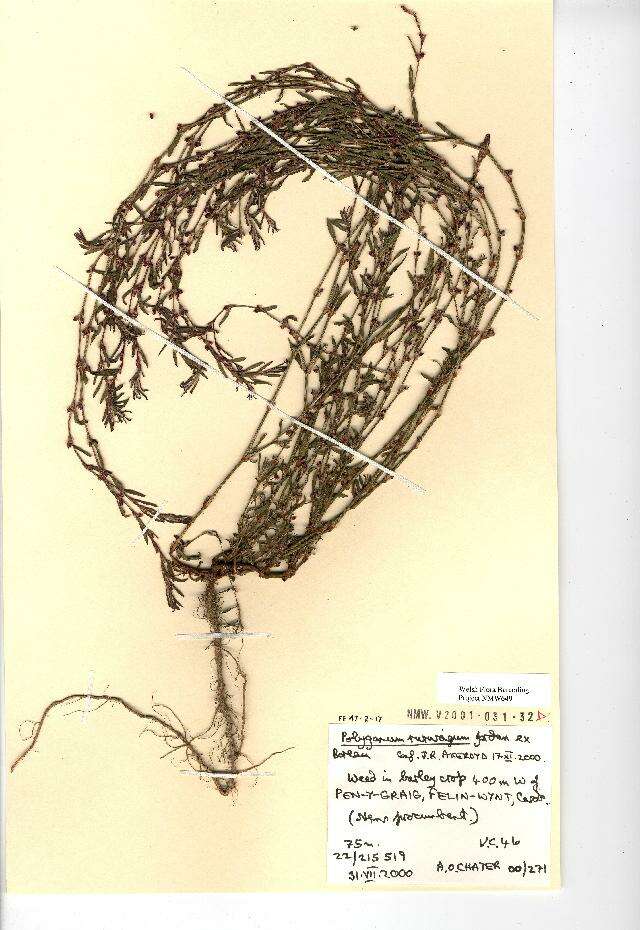 Image of Polygonum aviculare subsp. rurivagum (Boreau) Berher