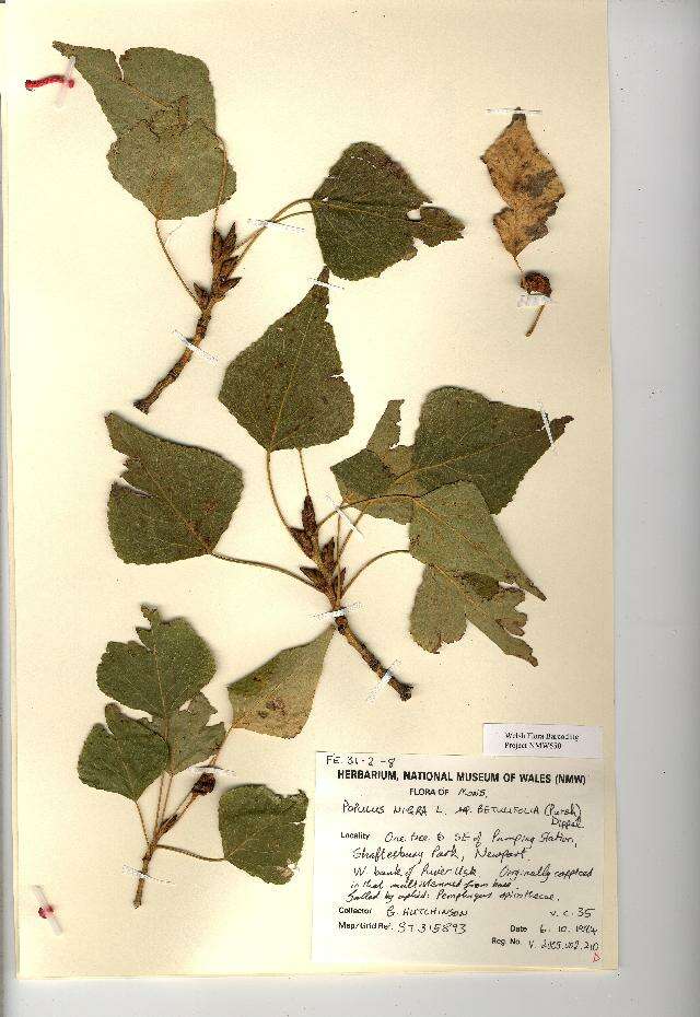 Image of Black Poplar