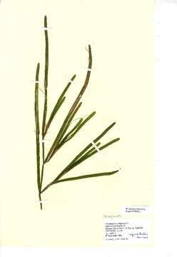 Image of Grass-wrack pondweed