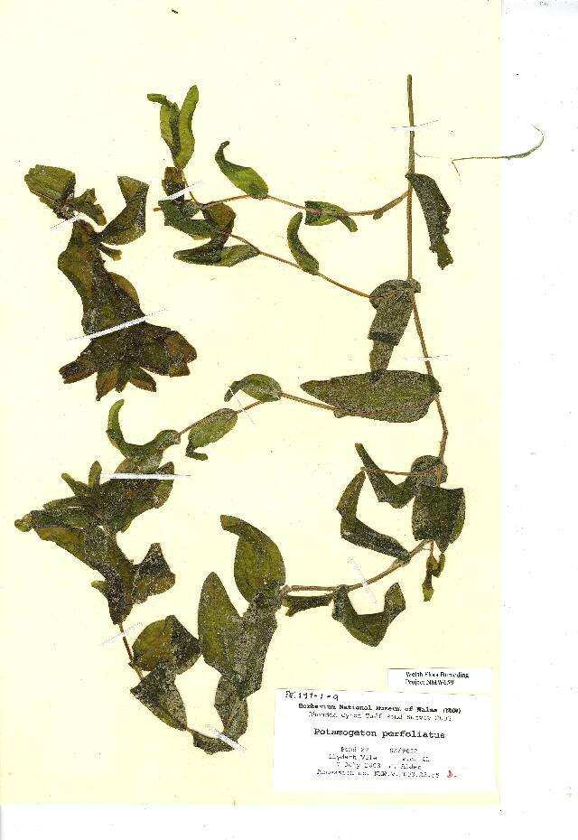 Image of Perfoliate Pondweed