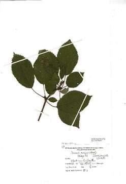 Image of gean, wild cherry