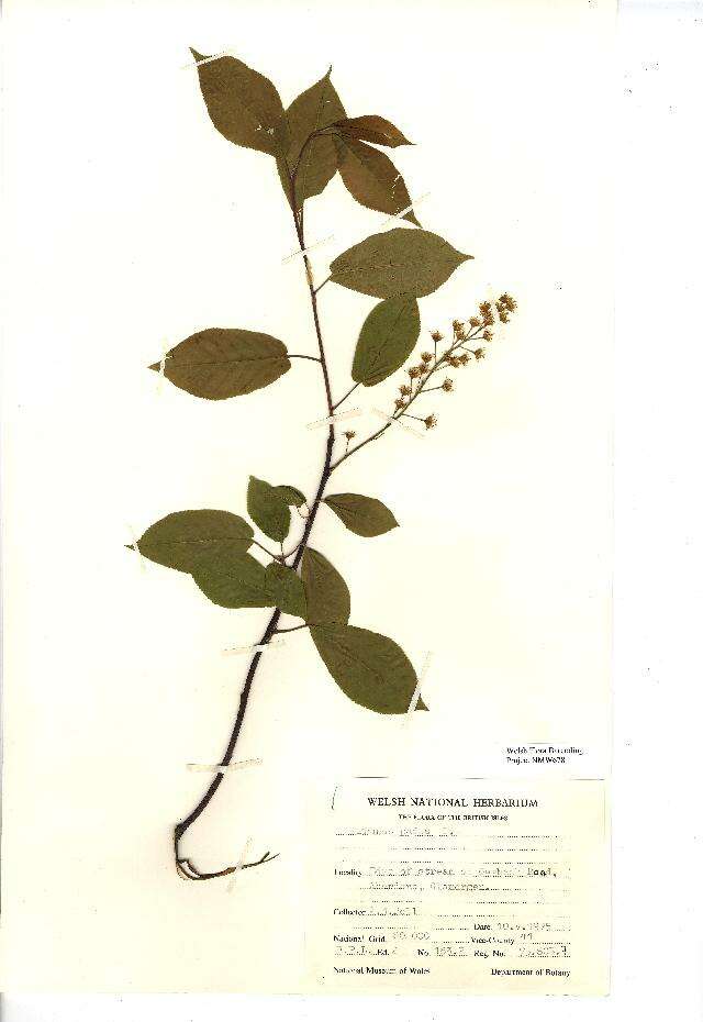 Image of Bird Cherry