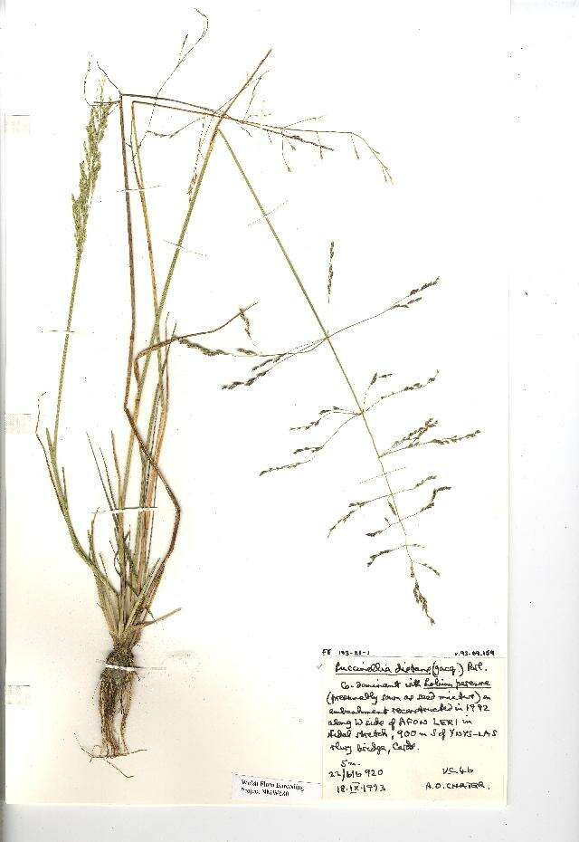 Image of Weeping alkali grass