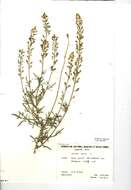 Слика од Reseda lutea L.