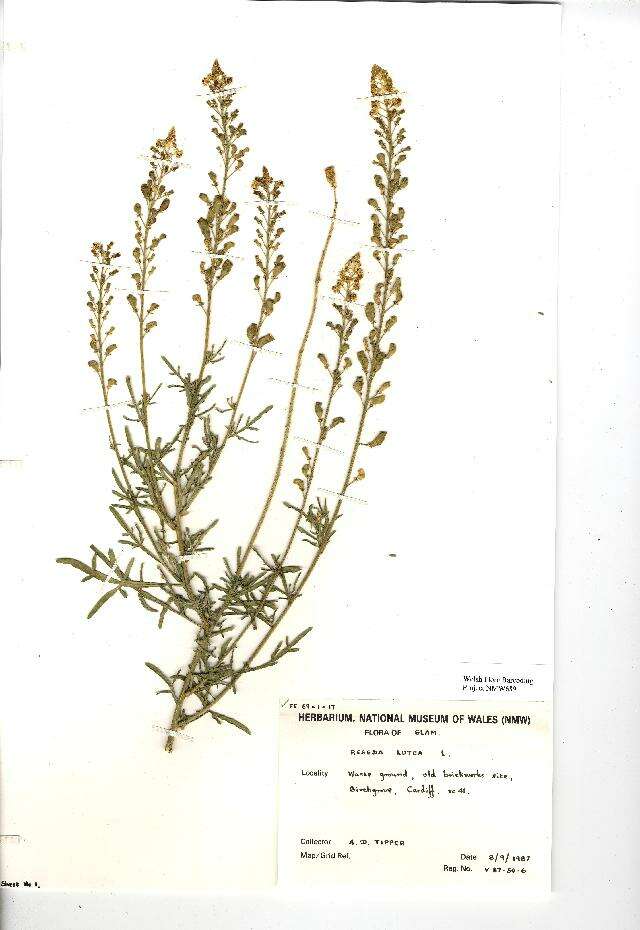 Слика од Reseda lutea L.