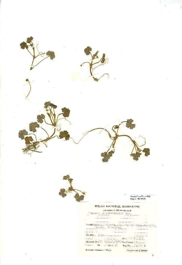 Ranunculus omiophyllus Ten.的圖片