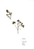 Image of Three-lobed Crowfoot